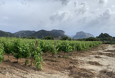 ACO Engineering - Bodega Olorón