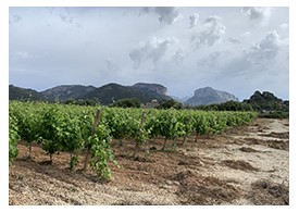 ACO Engineering - Bodega Olorón